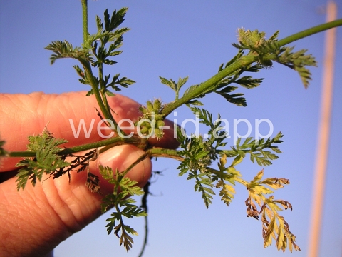 hedgeparsley, knotted